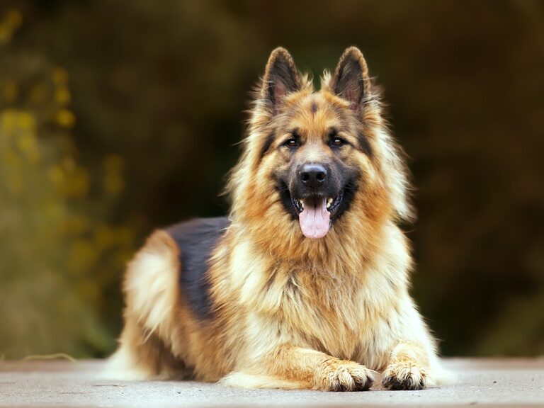 Hellbrauner Schäferhund sitzt glücklich auf Straße