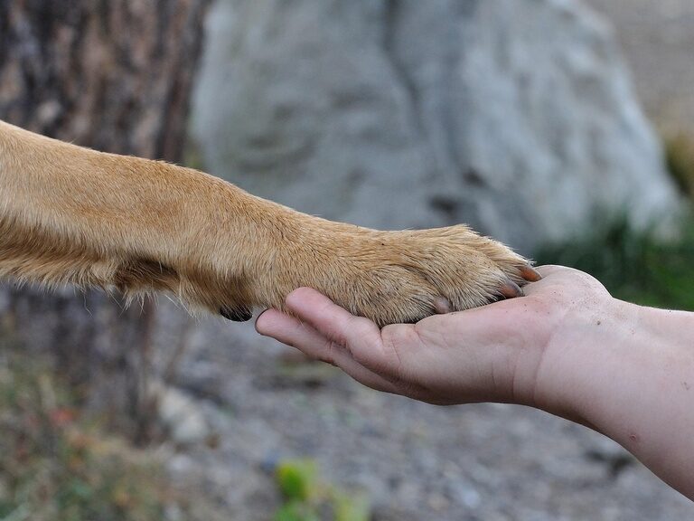 Eine Hundepfote liegt auf einer Hand
